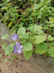 Campanula carpatica