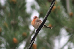 Haemorhous mexicanus