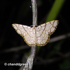 Heterostegane warreni