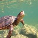 Western Pond Turtle - Photo (c) Justin Garwood, some rights reserved (CC BY-NC)