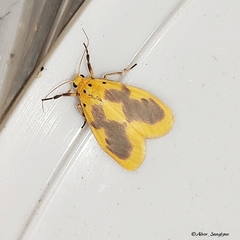 Miltochrista undulata
