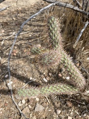 Cylindropuntia ganderi