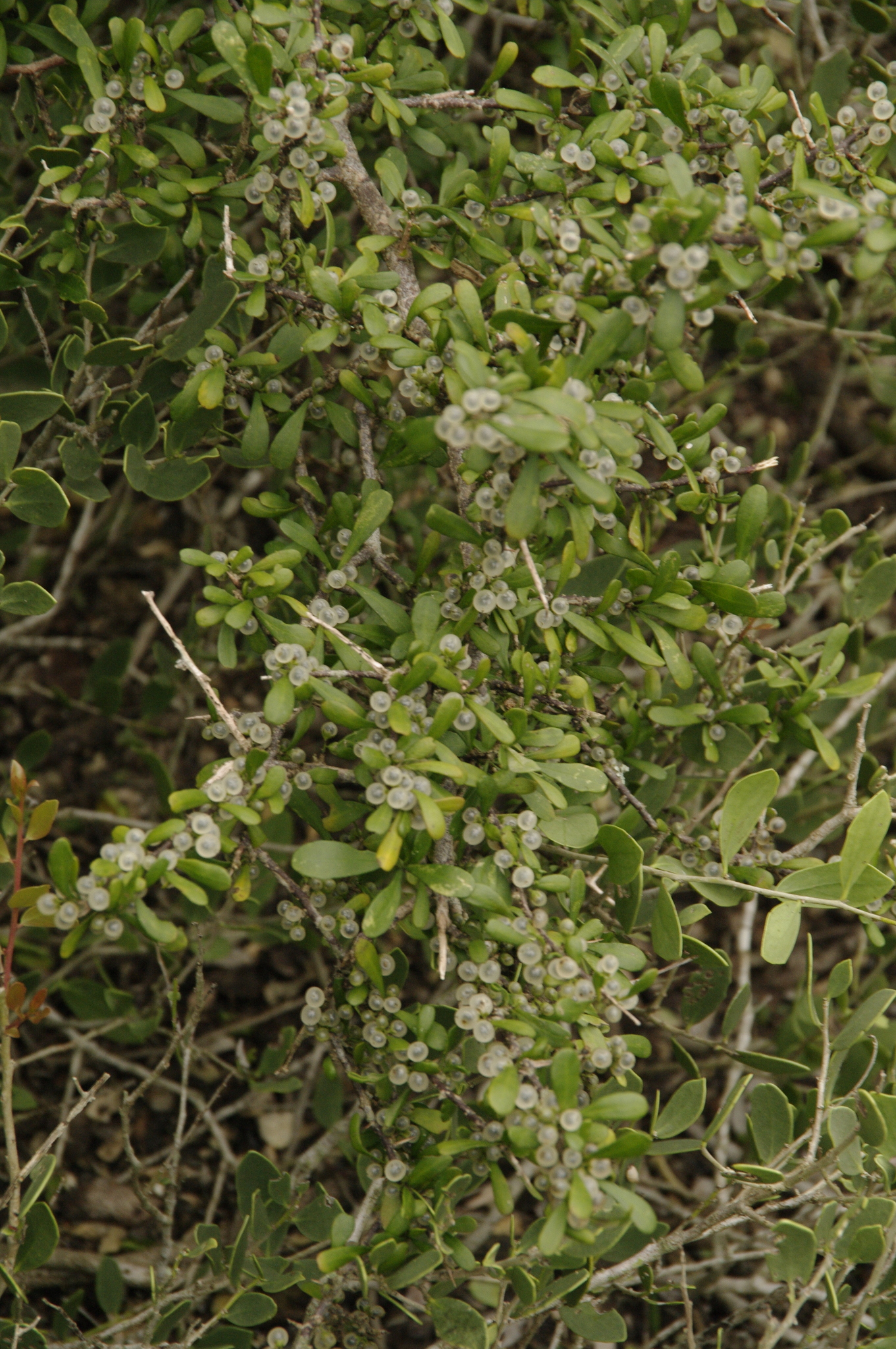Phaulothamnus
