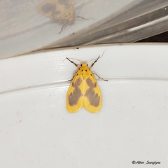 Miltochrista undulata