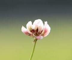 Trifolium pallescens