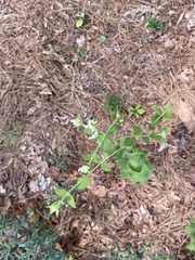 Eupatorium rotundifolium