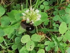 Bombus lapidarius