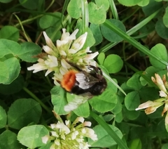 Bombus lapidarius