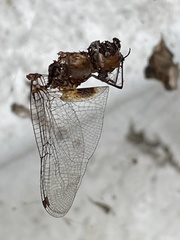 Pantala hymenaea