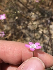 Gilia leptantha purpusii