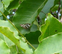 Dynamine postverta mexicana