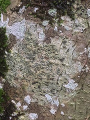 Stigmidium microspilum