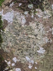 Stigmidium microspilum