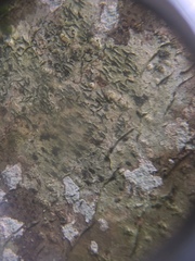 Stigmidium microspilum