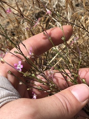 Gilia leptantha purpusii