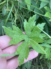 Anemonastrum canadense