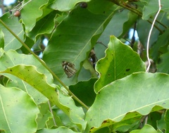 Dynamine postverta mexicana