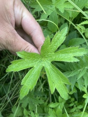 Anemonastrum canadense