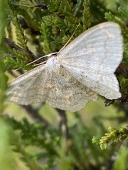 Scopula incanata
