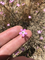 Gilia leptantha purpusii