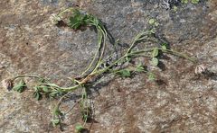 Trifolium pallescens