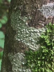 Pertusaria leioplaca