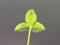 Trifolium pallescens