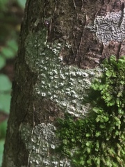 Pertusaria leioplaca