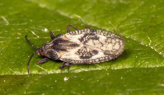 Physatocheila variegata