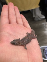 Gehyra mutilata