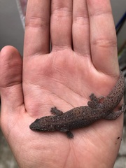 Gehyra mutilata