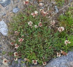 Trifolium pallescens