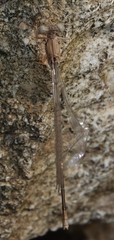 Enallagma vesperum