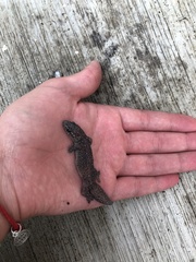 Gehyra mutilata