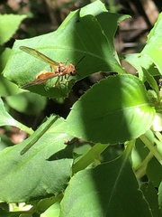 Synoeca virginea