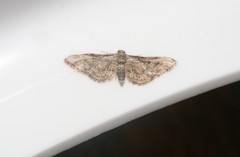 Eupithecia inturbata