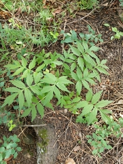 Hydrophyllum fendleri