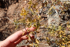 Searsia longispina
