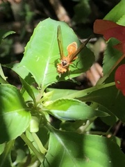 Synoeca virginea