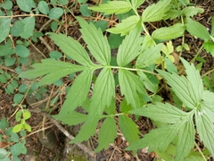 Hydrophyllum fendleri