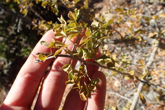 Searsia longispina