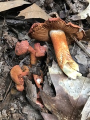 Cortinarius bolaris