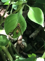 Synoeca virginea