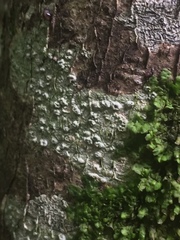 Pertusaria leioplaca