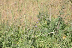 Salvia indica