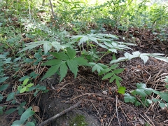 Hydrophyllum fendleri