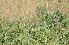 Salvia indica