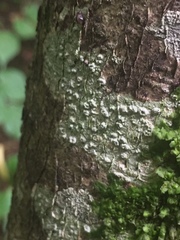 Pertusaria leioplaca