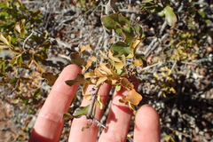Searsia longispina