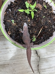 Gehyra mutilata